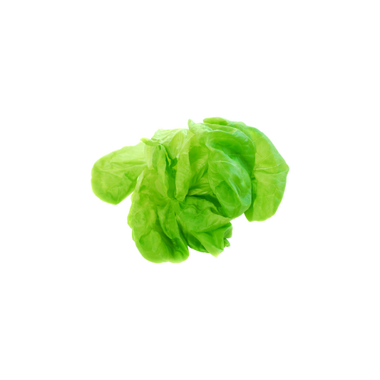 Lettuce - Boston Bottom Leaf (1 ct)