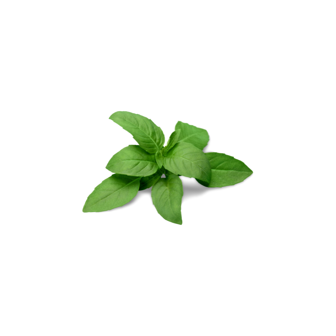 Herbs - Basil (1 ct)